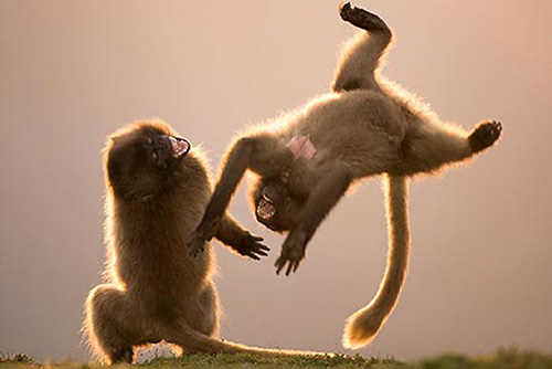 Фотография дерущихся обезьян